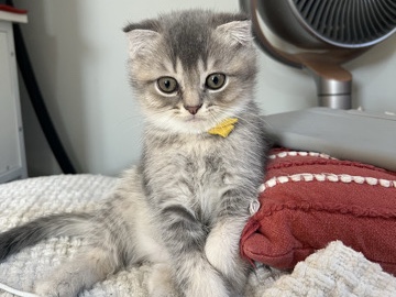 Scottish Fold β Scottish Fold Mix Kitten β Pittsburg