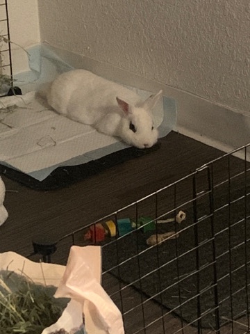 Rex – bunny and supplies