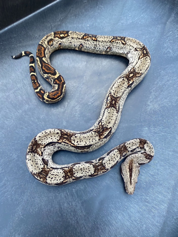 Any – Central America boa constrictor
