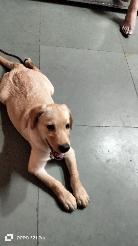 Labrador Retriever – Labrador