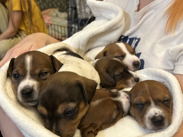 purebred Jack Russell Terrier