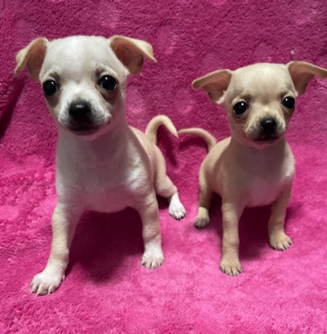 Chihuahua – puppies for sale