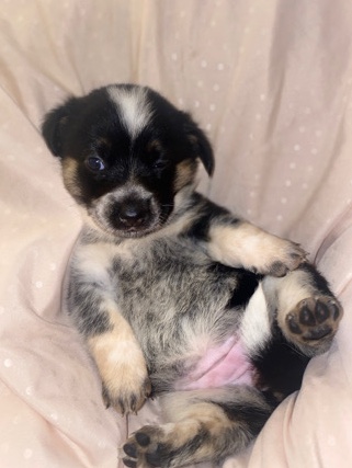 Pembroke Welsh Corgi – Female corgi pup south houston pearland area