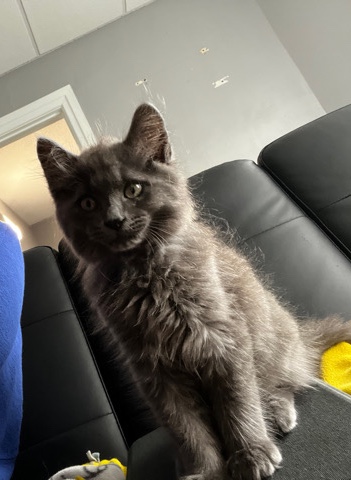 for sale/rehome