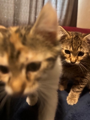 Free Kittens