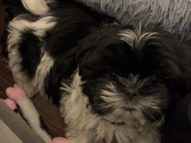 Shih Tzu -  5 month old Shih Tzu  available for adoption in Phoenix