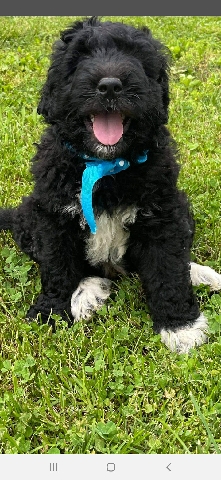 pyredoodle (biggy)