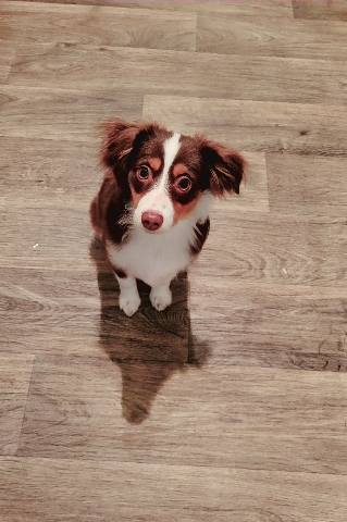 Miniature Australian Shepherd – Toy Australian Shepard