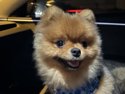 Pomeranian – 2 Pomeranians for sale – Dubai