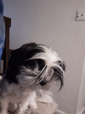 Shih Tzu – looking for a new home for her with in 5 days I only have 5 days left to move selling for – Las Vegas