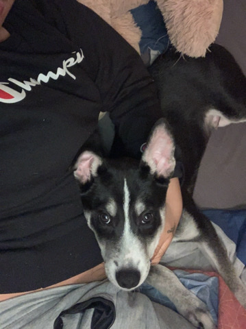 Siberian Husky – Bruno