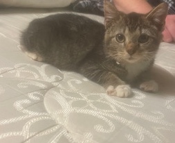 American Shorthair – kitten