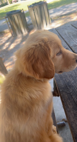 petshome%2Fadverts%2FKD1iI7uTHWopiKqPonsT%2Fmain image