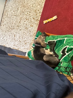 Black and Tan Coonhound – London
