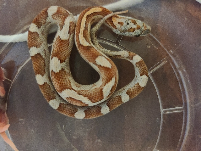 corn snakes