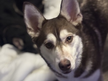 Siberian Husky – I just can’t keep her – McKinney