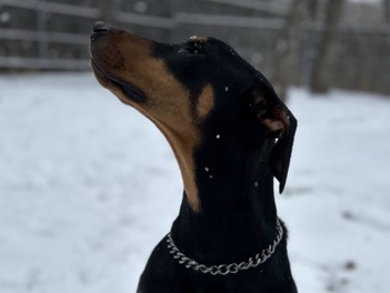 Doberman Pinscher – Friendly 2-Year-Old Doberman Pinscher in Corinth – Corinth