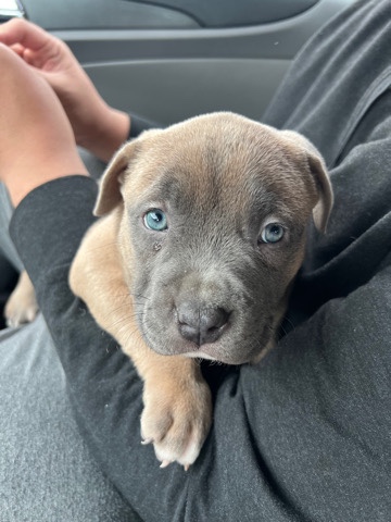 American Bulldog – American XL Bully Puppy