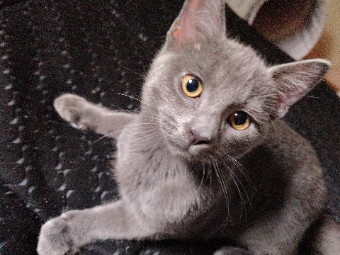 Korat – short hair kitten – Meramec Township