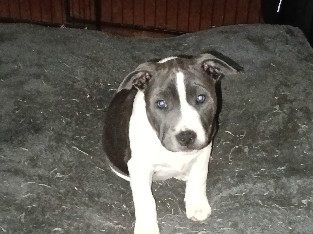 American staff X english pups