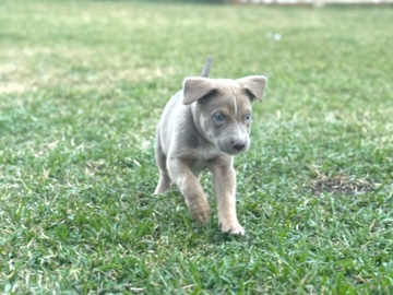 Image of Golden Retriever