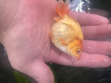Goldfish – Ranchu goldfish – Gaithersburg