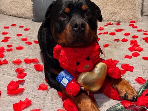 Image of Rottweiler