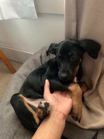 Rat Terrier – Dog for Sell 🙂
