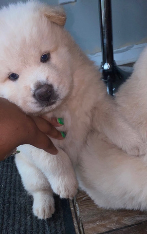 Chow Chow – chow chow puppies
