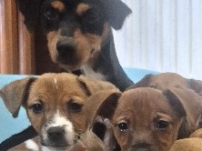 Jack Russell Terrier – jack Russells – Glasgow