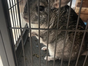 Rabbit and Chinchilla