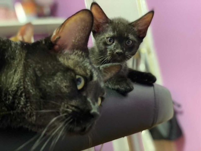 Chausie – Chausie f3 kittens