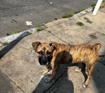 Roxy