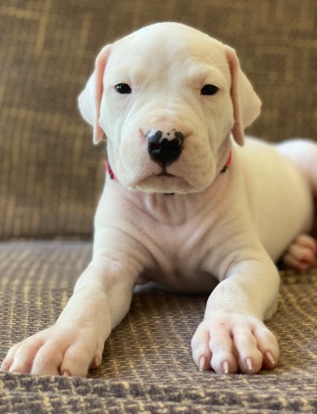 Dogo Argentino – dogo argentino puppies