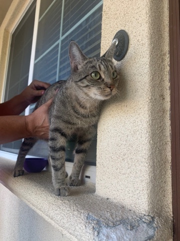 Mimi the Grey/ Brown Tabby 🐈⬛