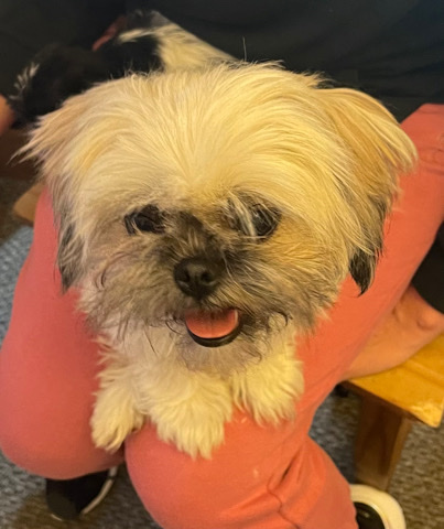 Shih Tzu – Beautiful shih tzus