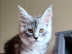 Maine Coon - Purebred Maine **** Kittens – 10 Weeks Old  available for adoption in Cedar Rapids