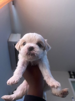 Maltese – morkie pup pups – Baltimore