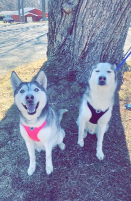 Siberian Husky – Siberian husky puppy – Lowell