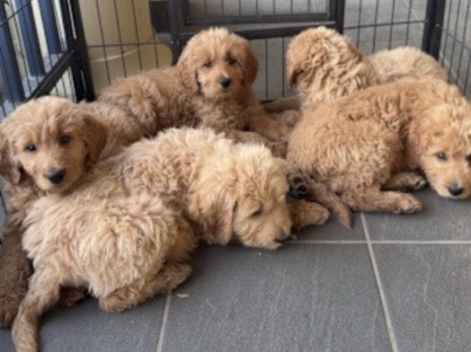 Goldendoodle – goldendoodle for rehoming – Gardena