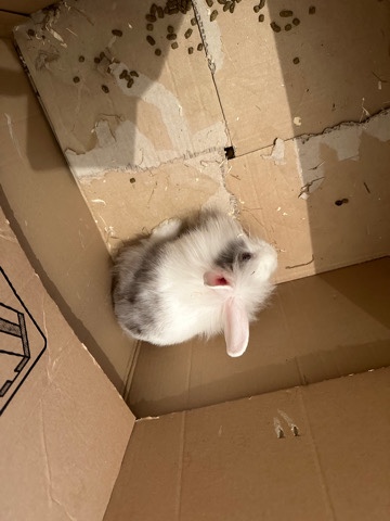 Baby rabbits for sale