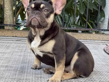 French Bulldog – frenchie bull dog – Sioux Falls