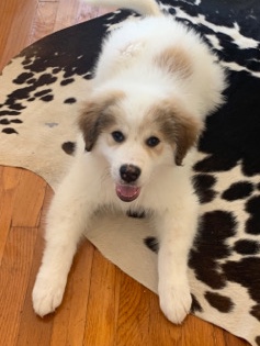 Great Pyrenees – Needs a good home
