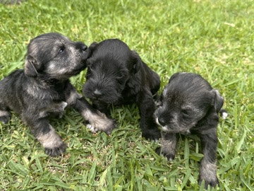 Miniature Schnauzer – purebred puppies – Monrovia