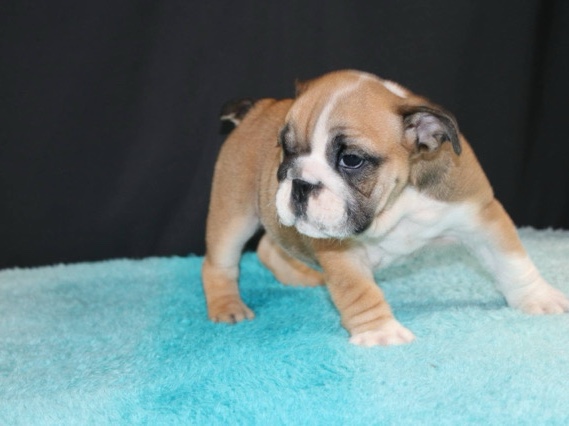 Olde English Bulldogge - English Bulldog available for adoption in Gentry