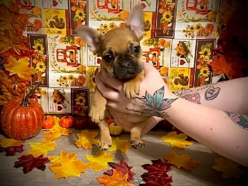 French Bulldog – Hermione – Anna