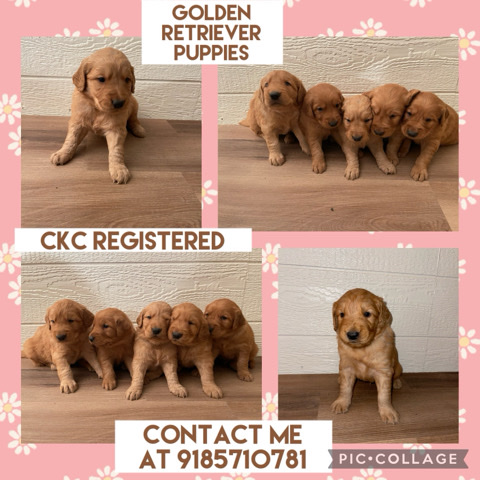 Golden Retriever – golden retriever