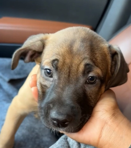 Belgian Malinois Puppy for Sale Greensboro NC