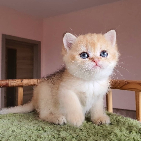 Munchkin – Munchkin short legs