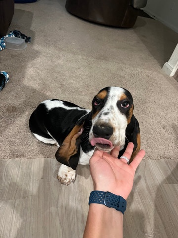 Male American English Basset Hound Puppy